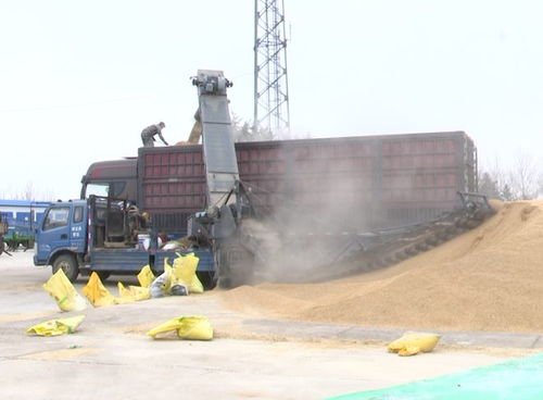 北大荒農業股份寶泉嶺分公司 開倉營糧促銷售，機械先行增效益