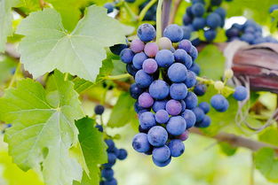 太后 效應持續(xù)不減,取景地格里夫斯營成韓國熱門新景點 韓國旅游資訊 韓游網(wǎng) 韓國旅游 韓游網(wǎng) 韓國旅游攻略 韓國旅行門戶網(wǎng)站