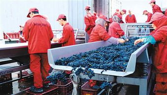 11月5日首屆國際進博會開幕 中國準備 買買買